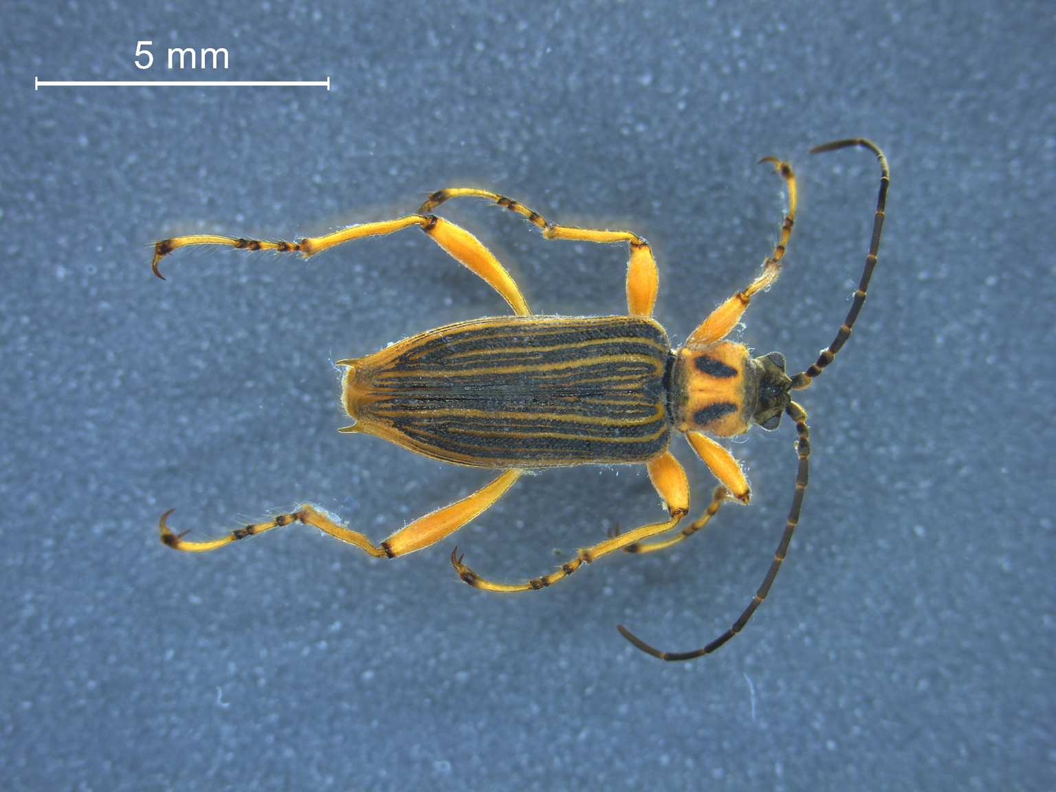 Macroplea appendiculata 1